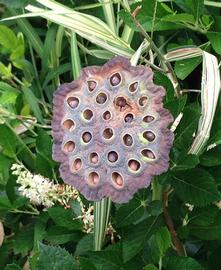   Fruit:   Nelumbo lutea , fruits (nuts) embedded in carpellary receptacle; Photo by S.L. Winterton, CDFA
